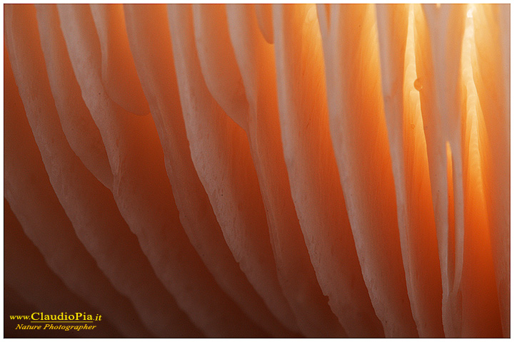 Funghi, mushroom, fungi, fungus, val d'Aveto, Nature photography, macrofotografia, fotografia naturalistica, close-up, mushrooms, gills